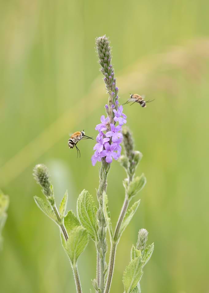 Life on the prairie