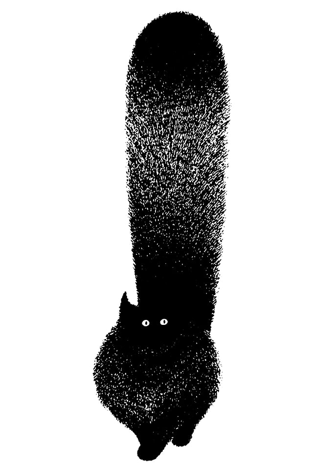 cat