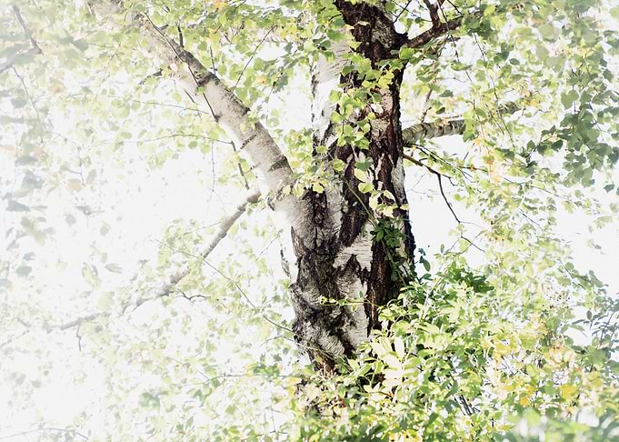 Dreamy Birch Tree 1