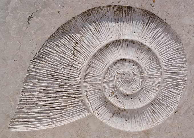 Fossil snail impression
