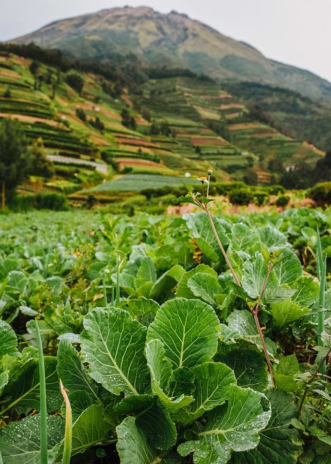 nature vegetable