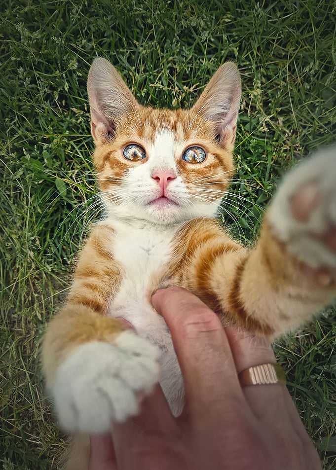 master and his cat