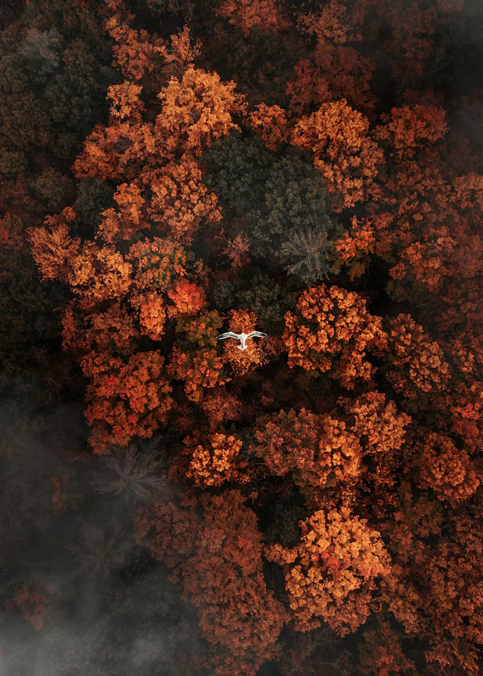 Flying at Fall