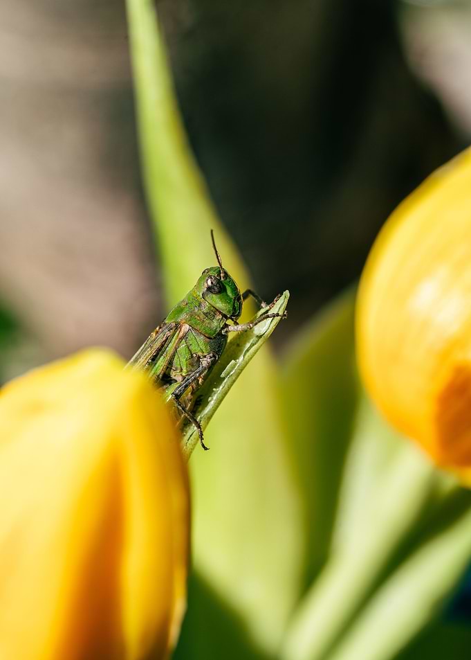 Grasshoper