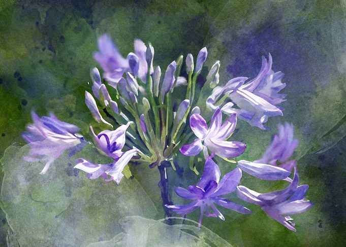 African Lily