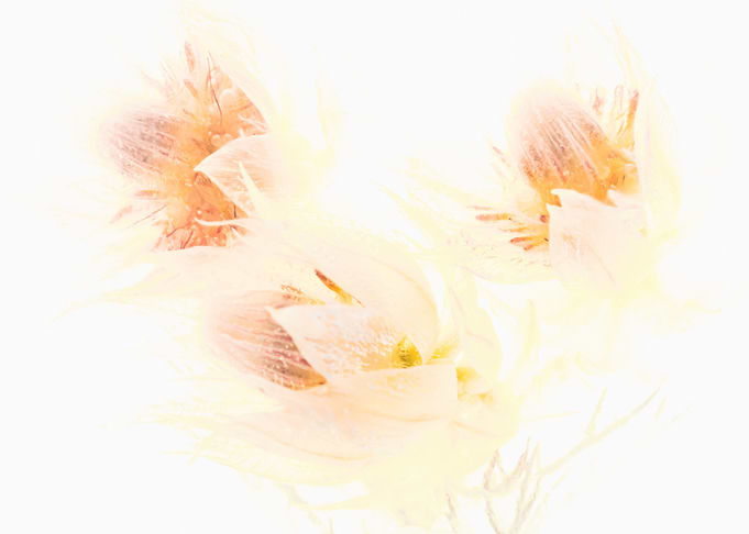 Protea in ice 2