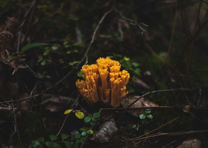 Coral Mushroom