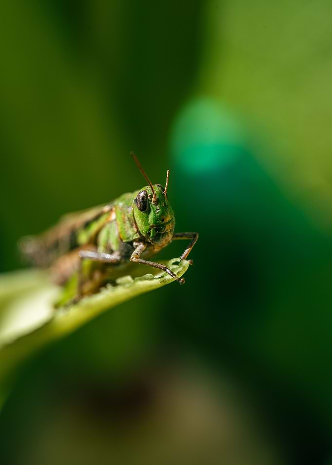 Grasshoper