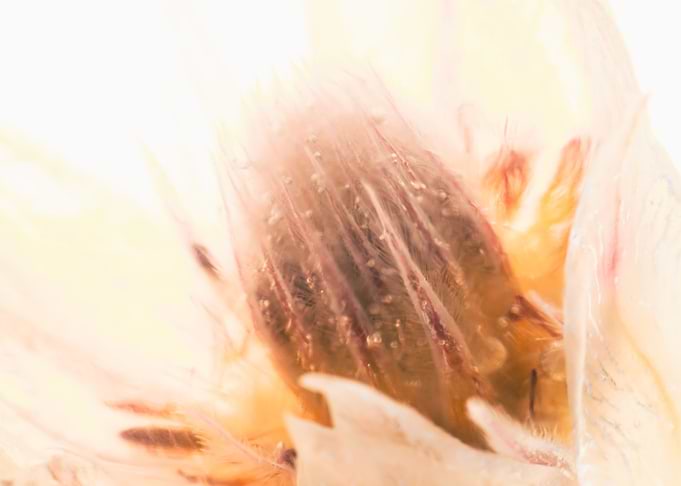 Protea in ice 3