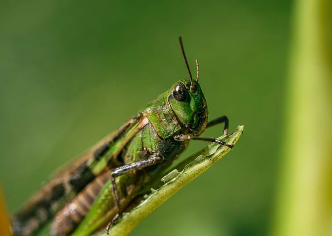 Grasshoper