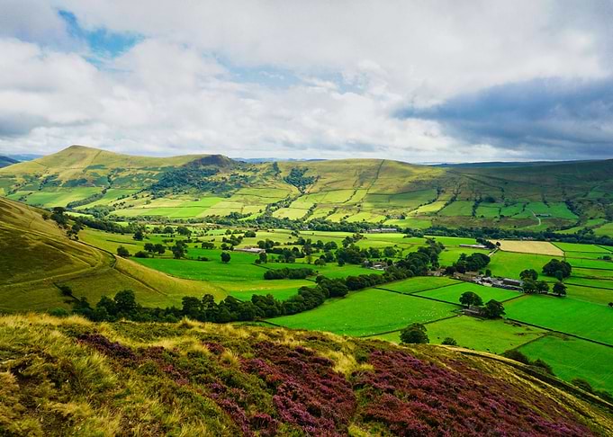 Green grass field