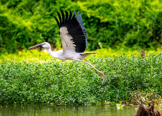 Flying white stock