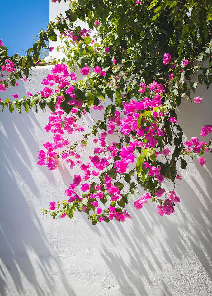 Santorini Flowers Pink