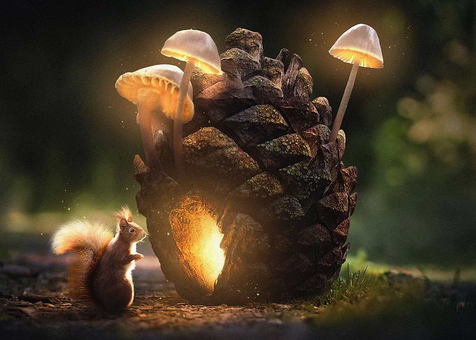 Squirrels Cone Home