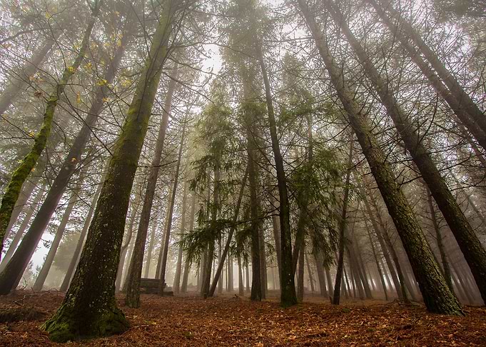 Light and Trees