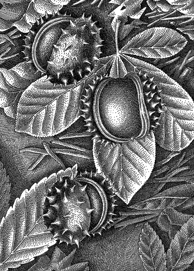 Chestnuts