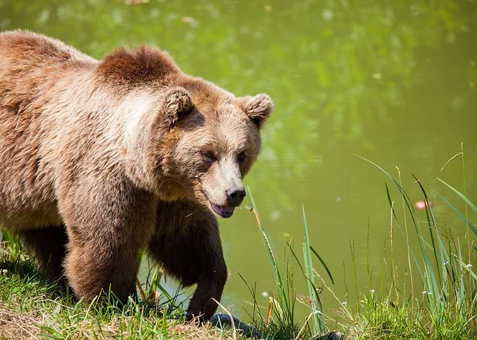 Wildlife photography