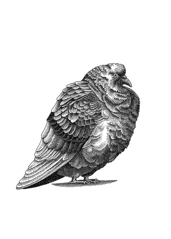 Pigeon