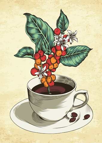 Coffee leaves and berries