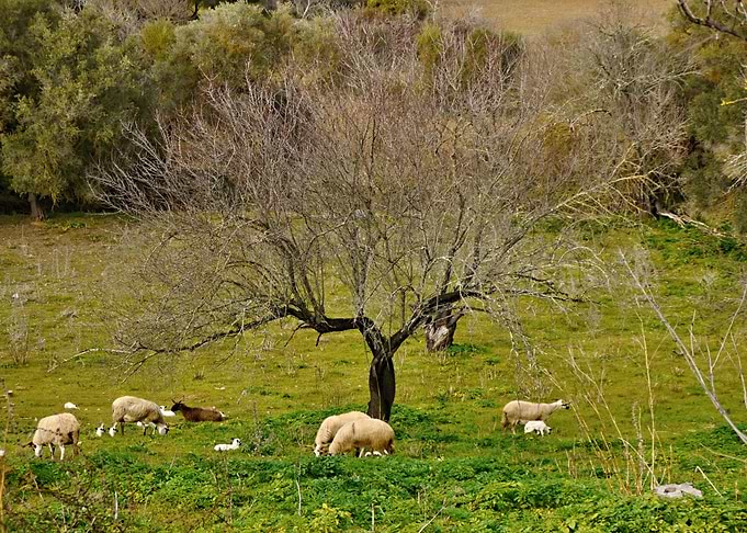 Sheep on a meadow