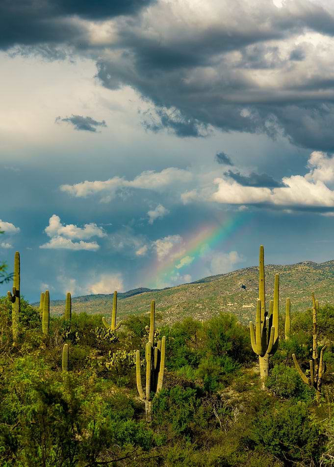 Saguaro Rainbow