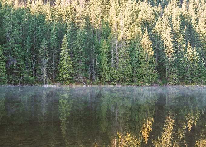 Forest and Lake Reflection