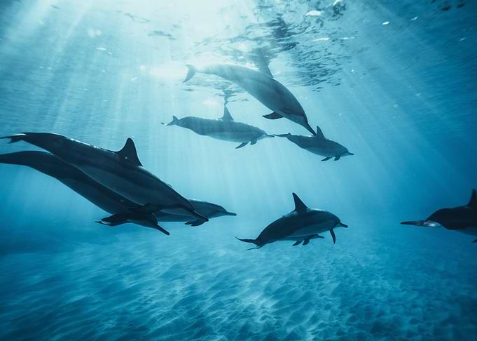 Dolphins underwater