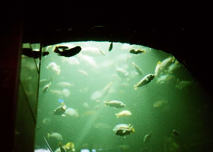 fish house