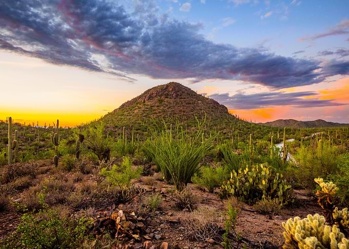 Saguaro National Park