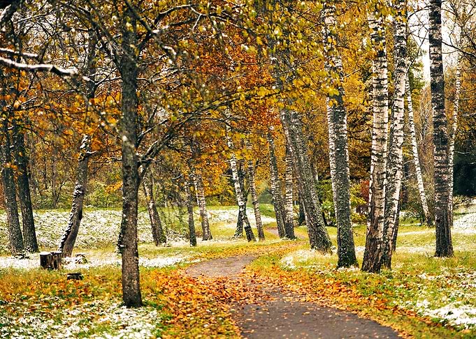 Autumn trees