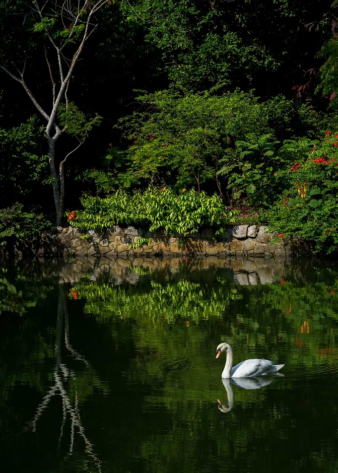 Swan Lake
