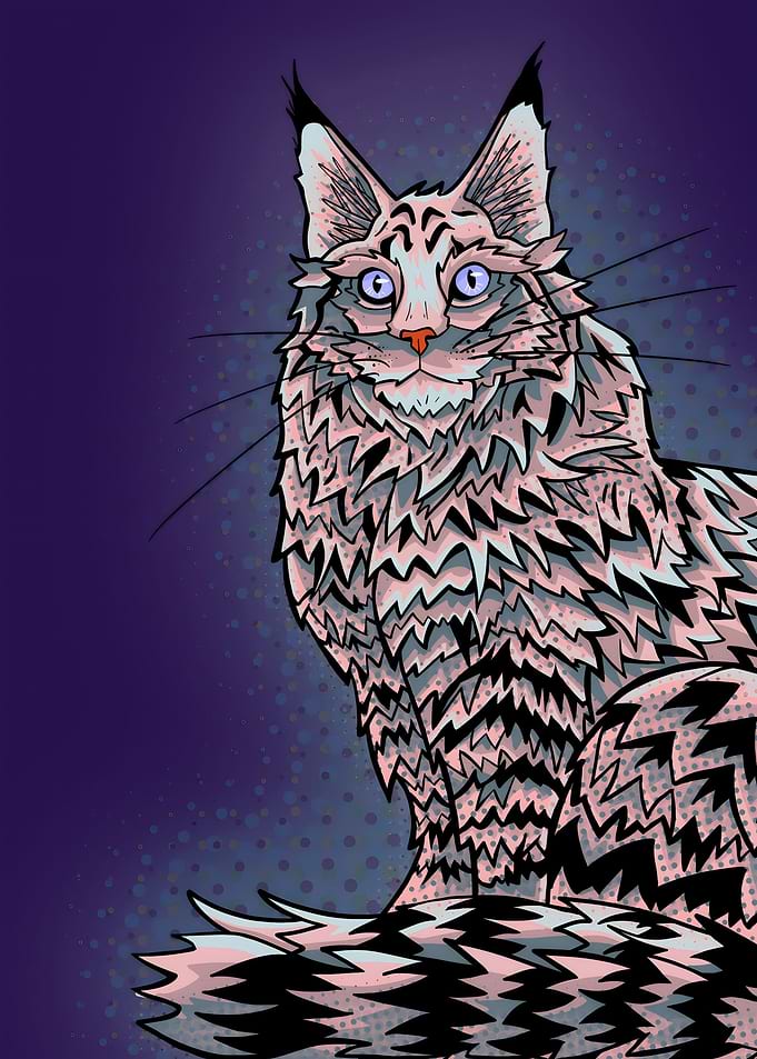 Lilac maine coon portrait