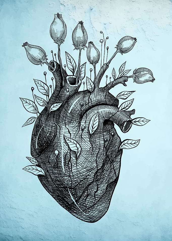 heart anatomical structure