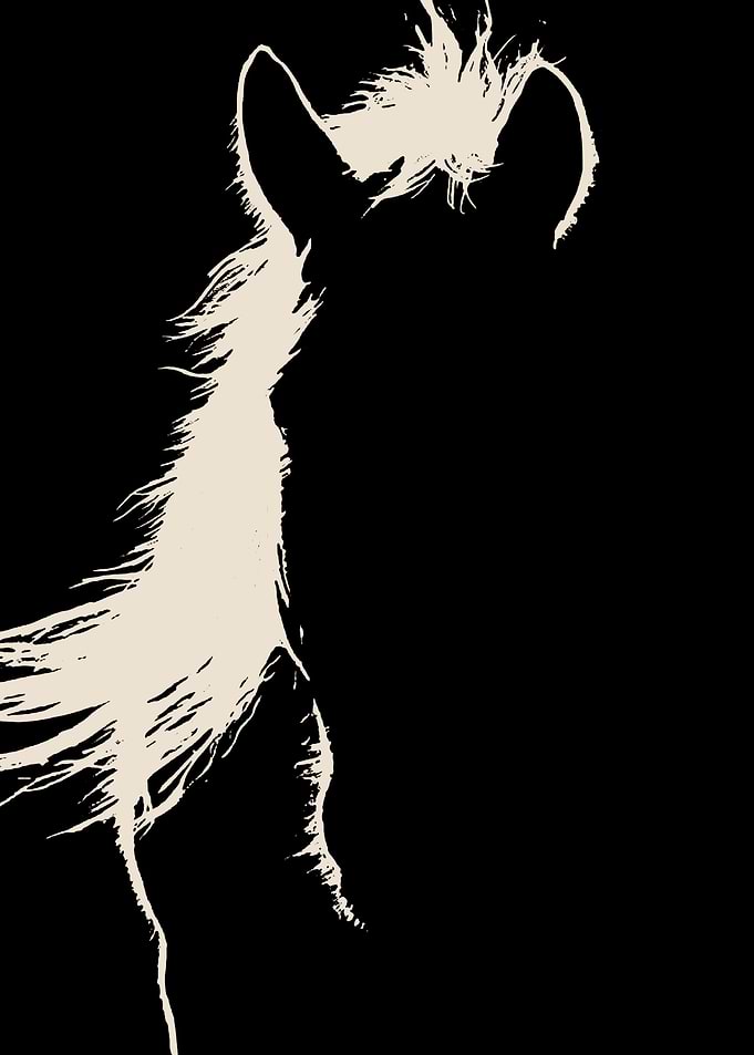 horse
