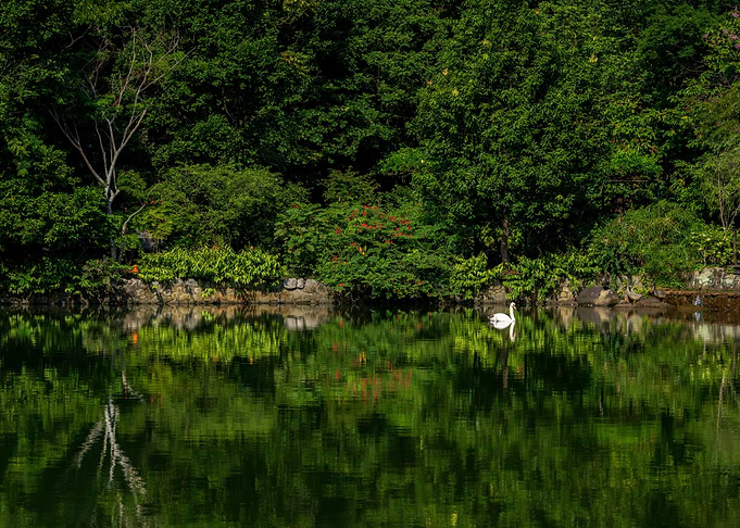 Swan Lake