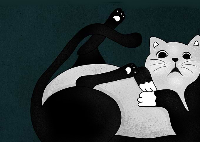 Funny cat the meow