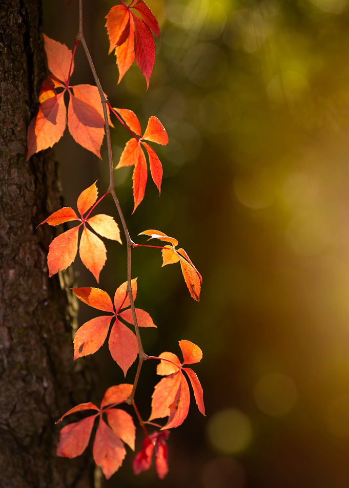 Autumn leaves