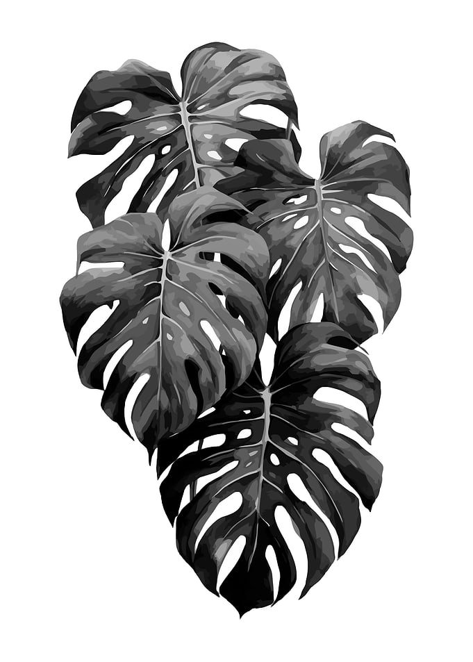 plant in the middle