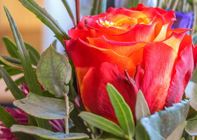 FLORA ROSE OF LOVE