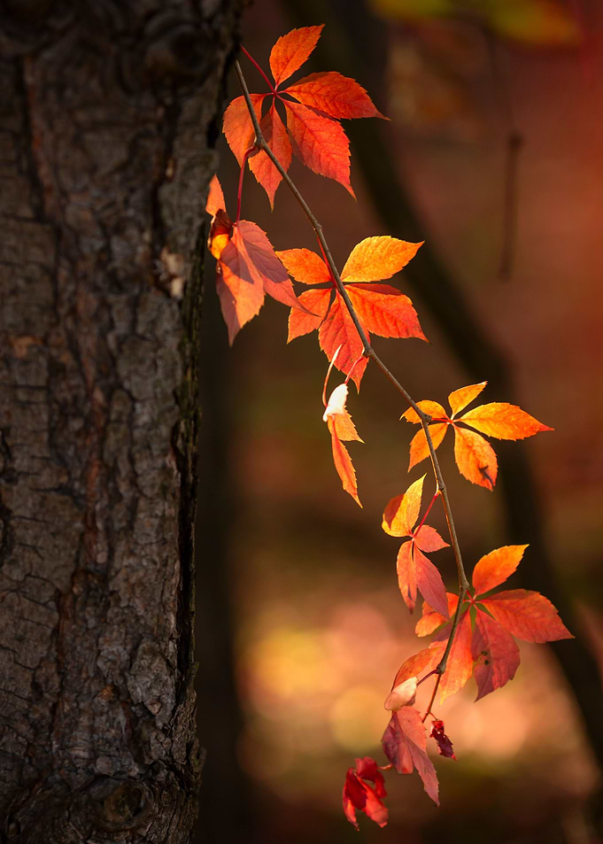 Autumn leaves