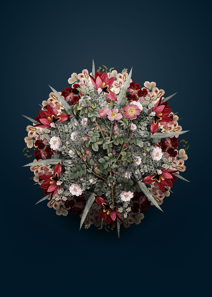 Prickly Sweetbriar Rose