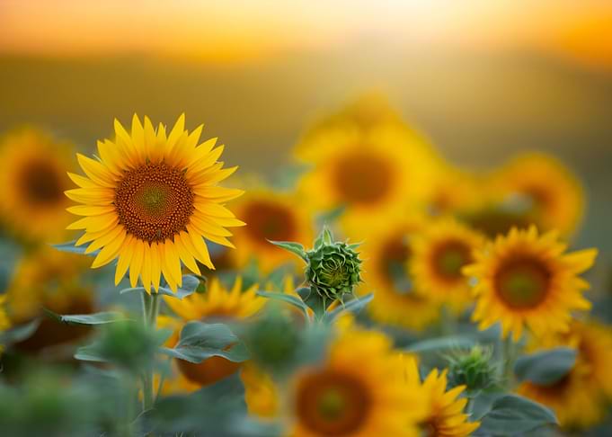 Sunflowers