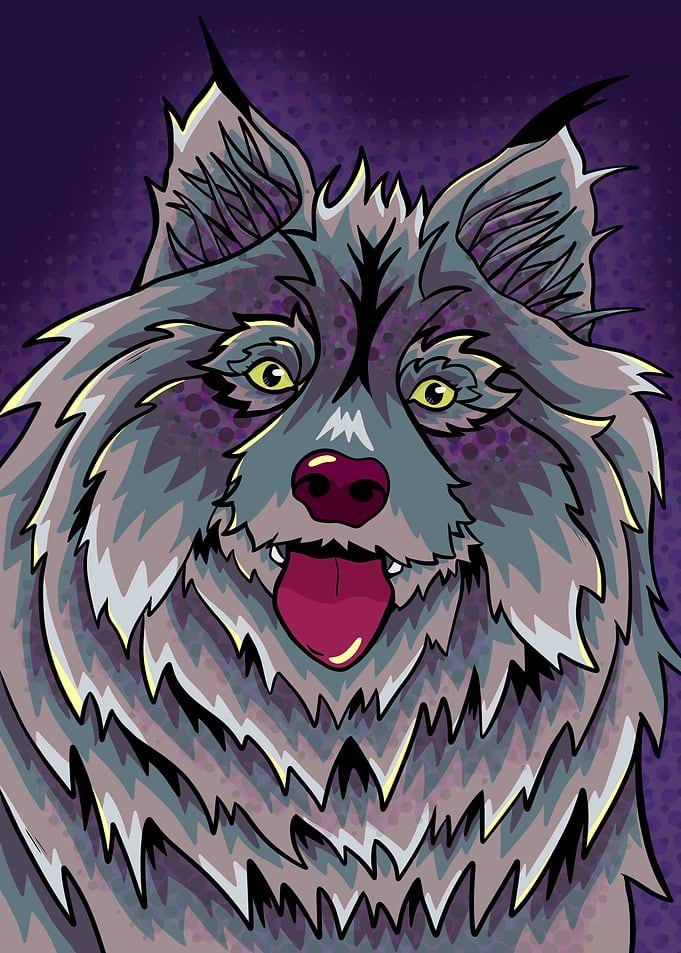 Dark fluffy wolf dog