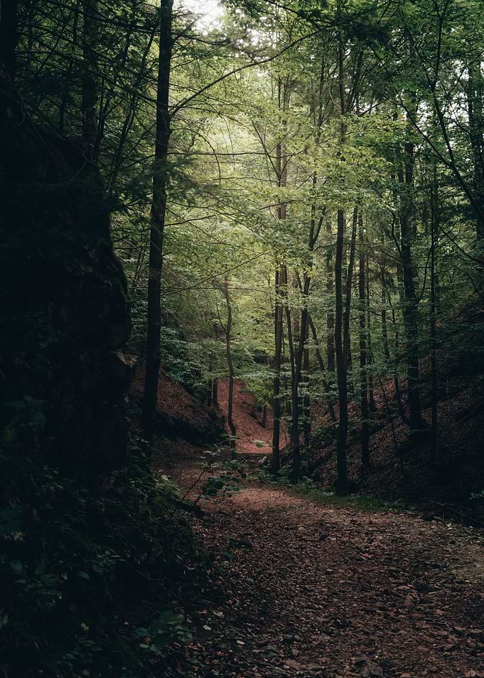 A Serene Path