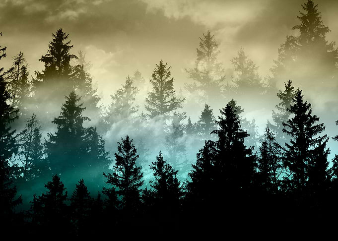 Sunset Forest Dream 2