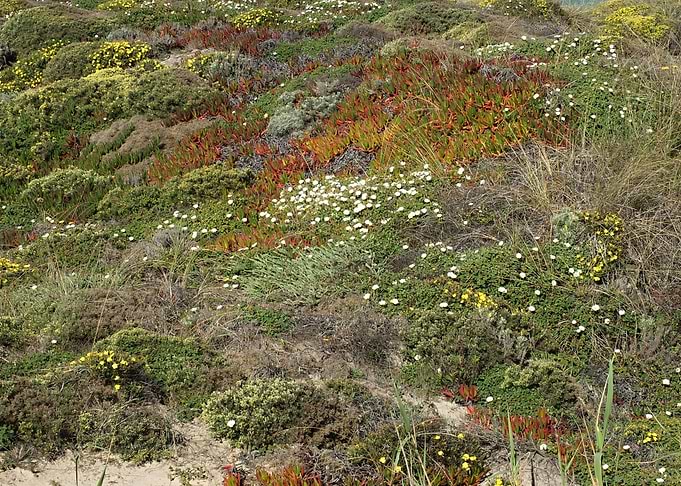 Dunes vegetation 02
