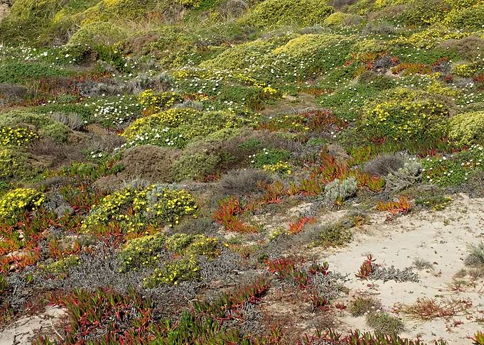 Dunes vegetation 01