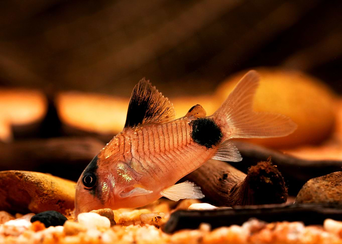 Corydoras panda catfish