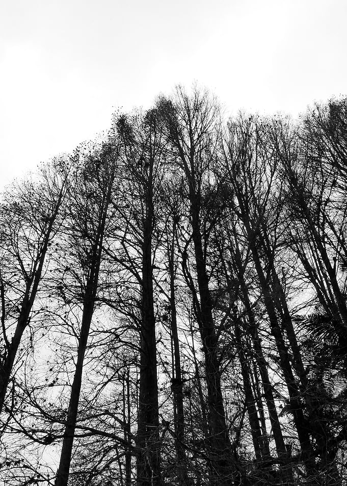 Black White Landscape E