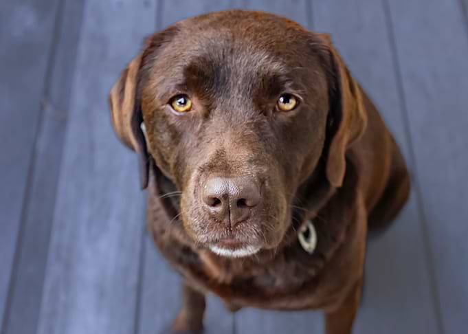 brown dog